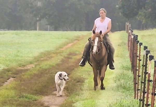all-racking-horse