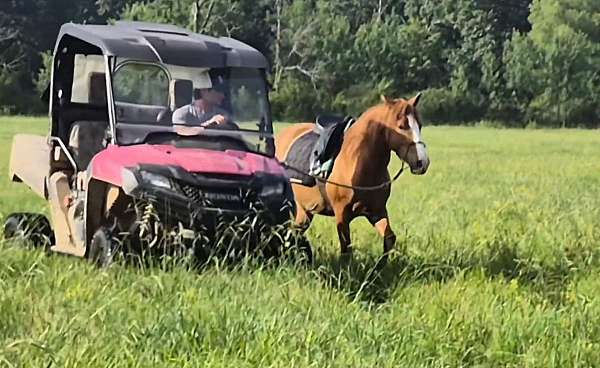 all-around-quarter-horse