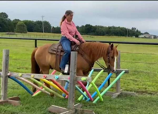 approved-racking-horse