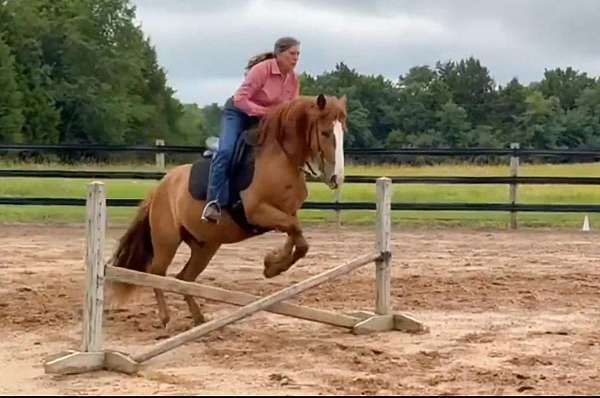 dun-none-horse
