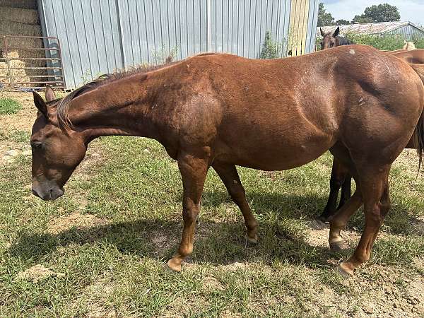 liver-chestnut-star-strip-on-face-horse