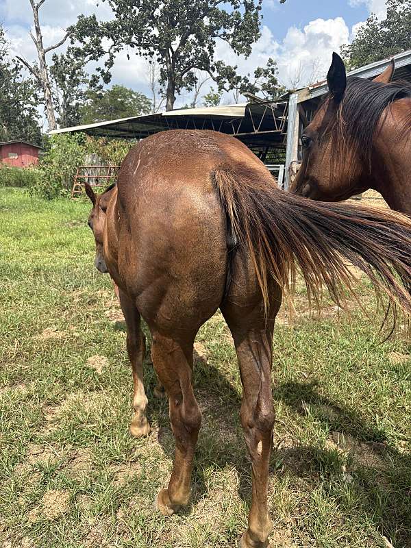star-strip-on-face-horse