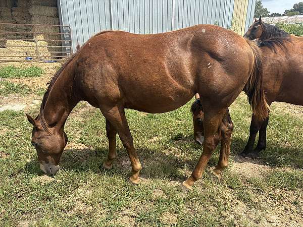all-around-paint-horse