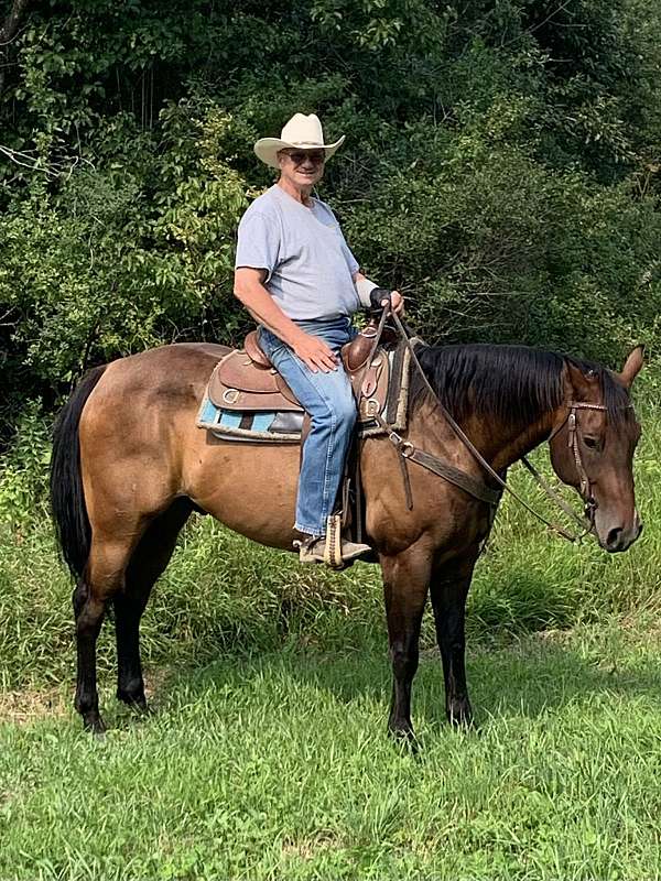 trail-quarter-horse