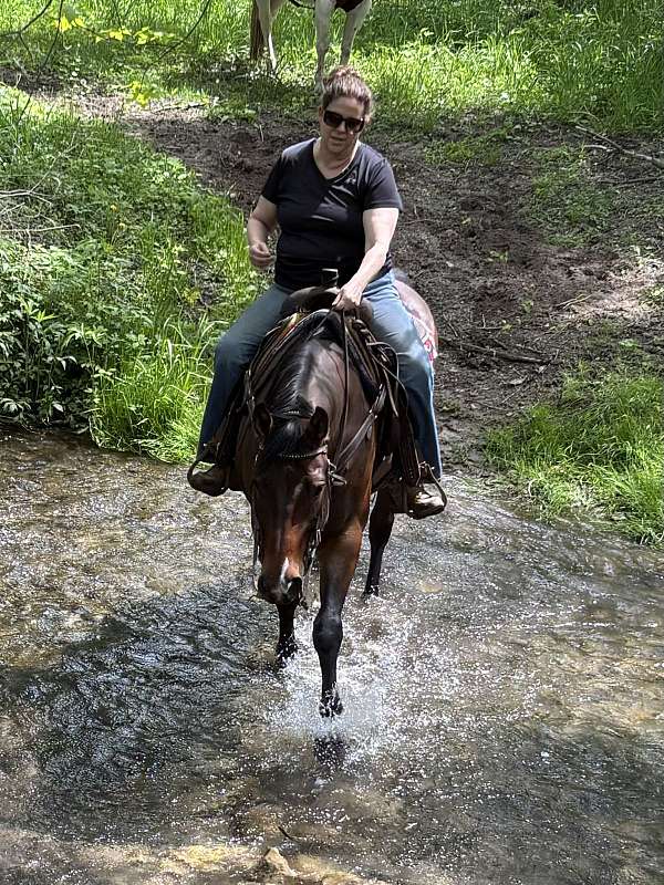 gelding-quarter-horse