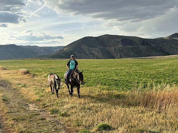 beginner-quarter-horse