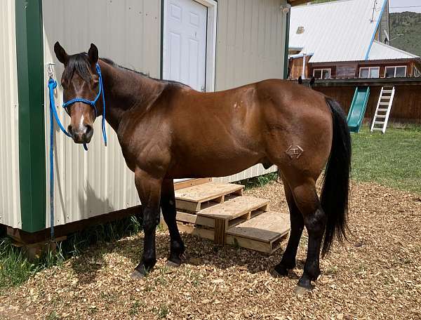 intermediate-quarter-horse