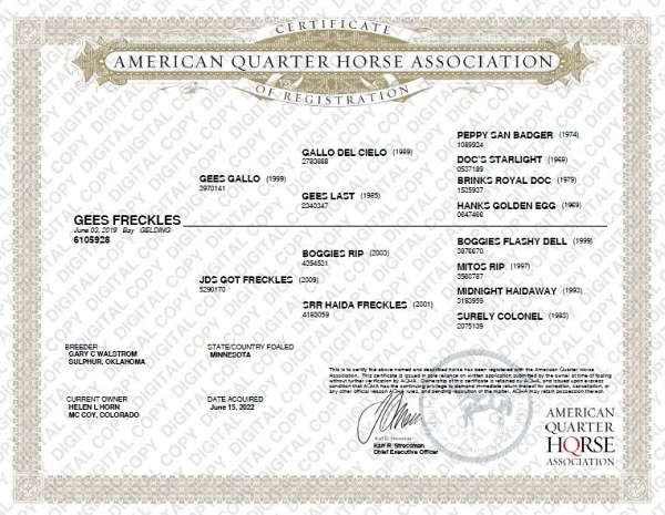advanced-quarter-horse
