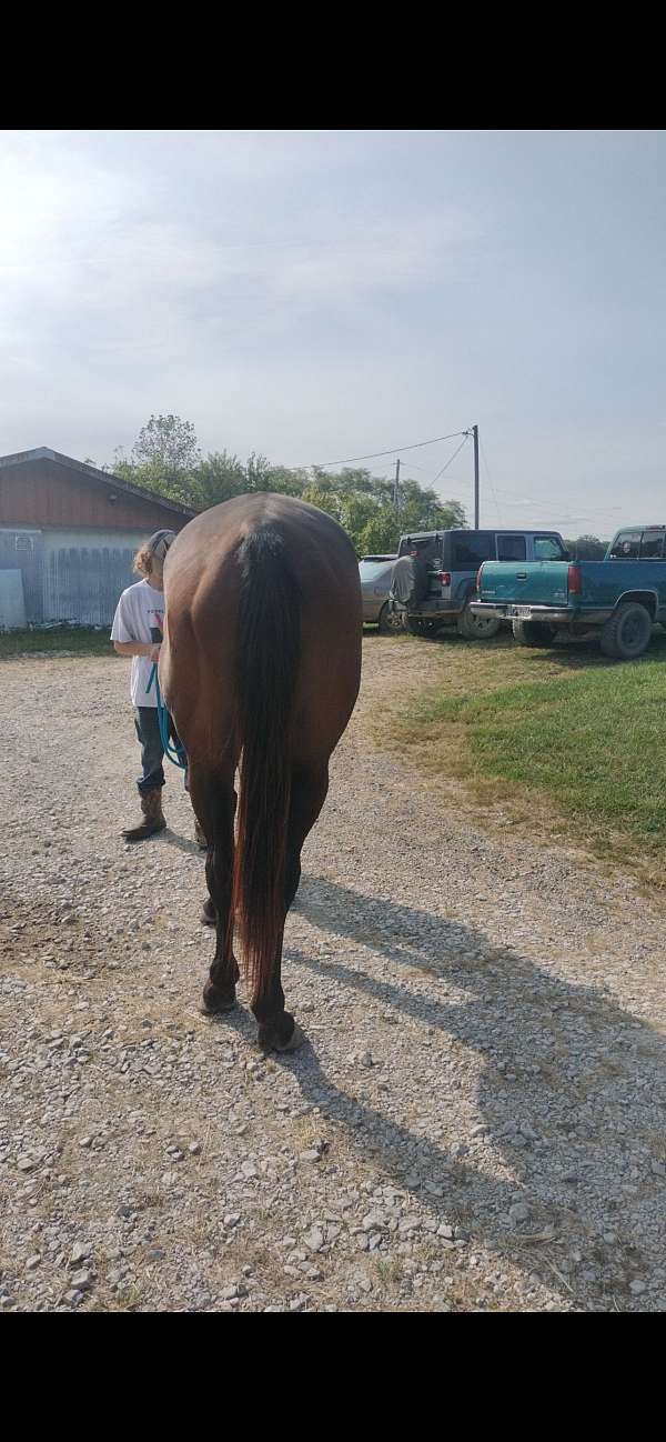 all-around-thoroughbred-horse