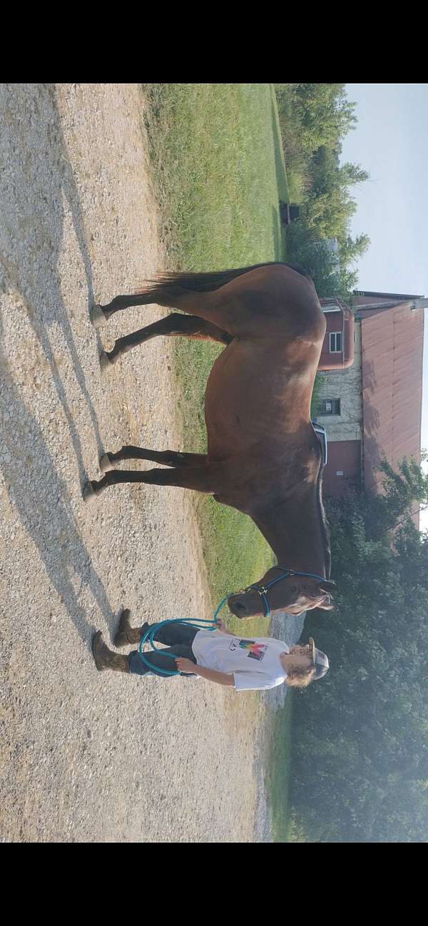 athletic-thoroughbred-horse