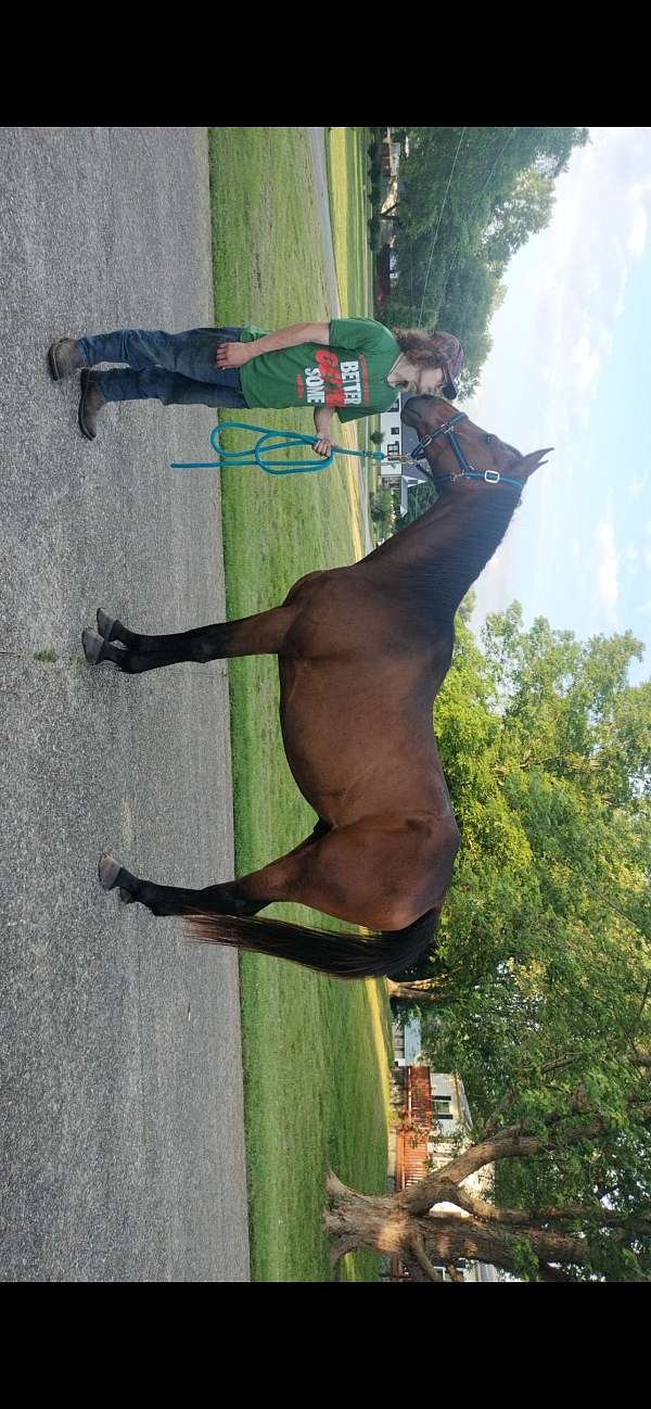 barrel-thoroughbred-horse