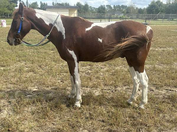 paint-pony-gelding