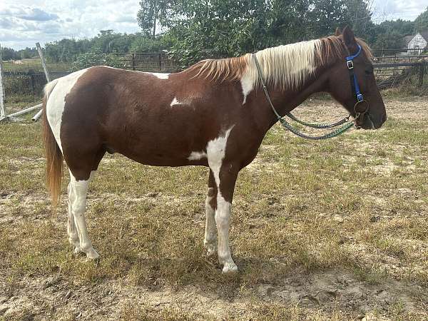 paint-pony-for-sale