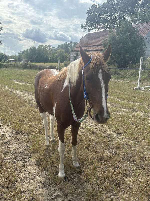 paint-pony
