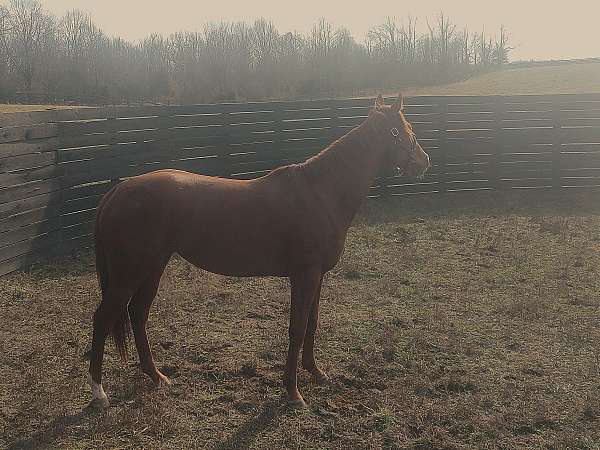 uncle-mo-horse