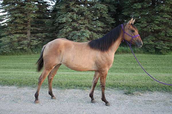 dun-bars-shading-no-other-markings-horse