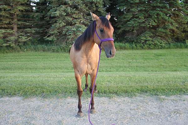 dun-quarter-horse