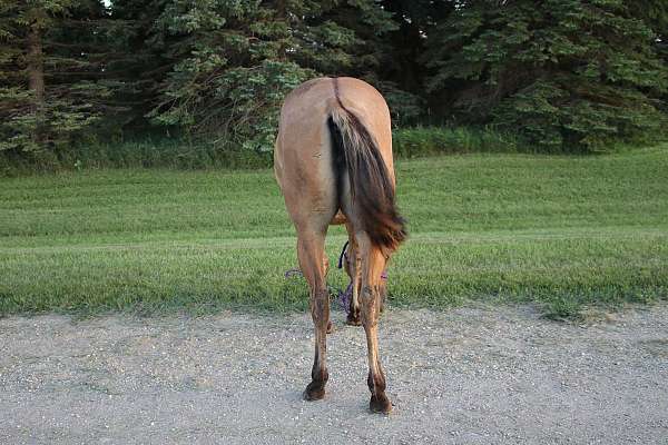 filly-quarter-horse