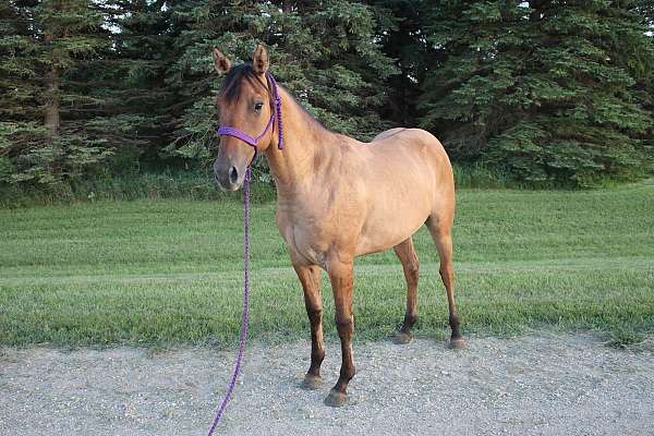 foundation-quarter-horse