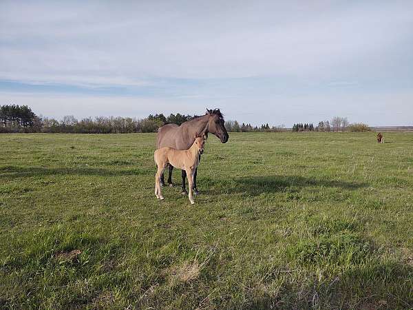 all-around-quarter-horse