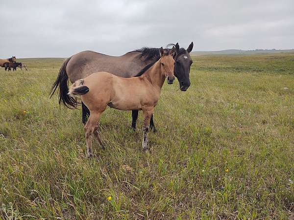 athletic-quarter-horse