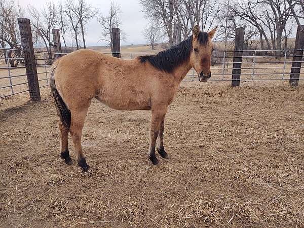 halter-quarter-horse