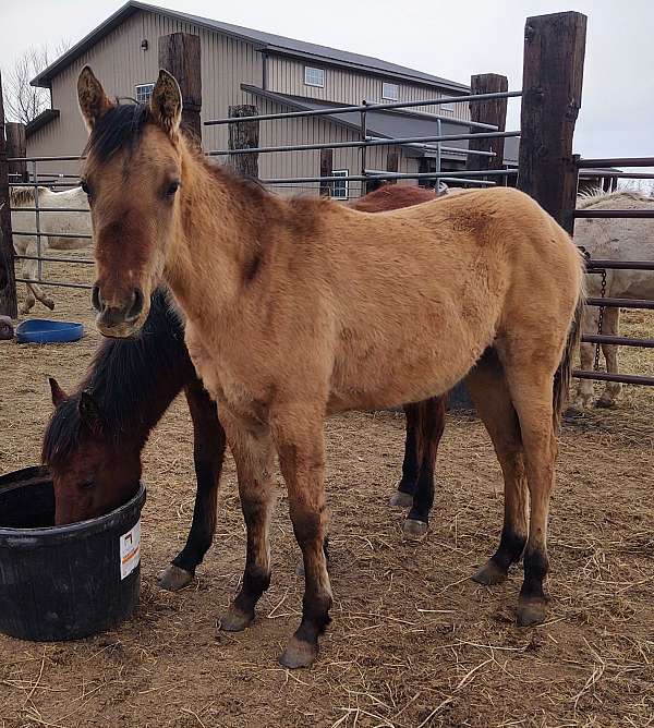 dun-factor-quarter-horse