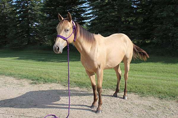 champagne-filly-quarter-horse