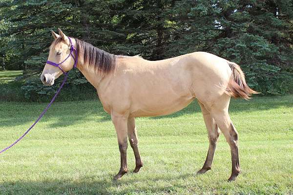 champagne-filly-horse