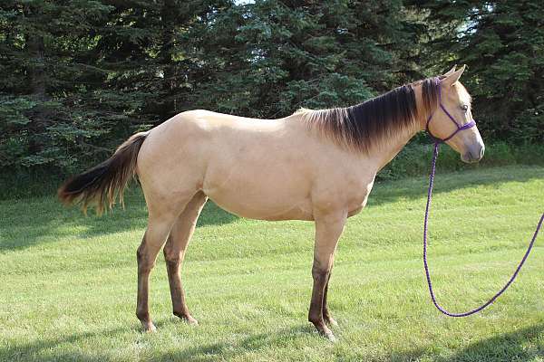 small-star-horse