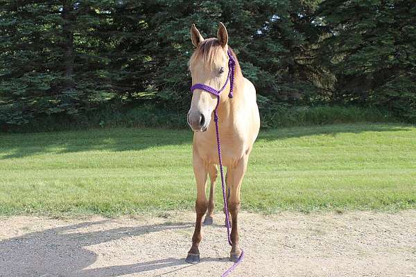 champagne-small-star-horse