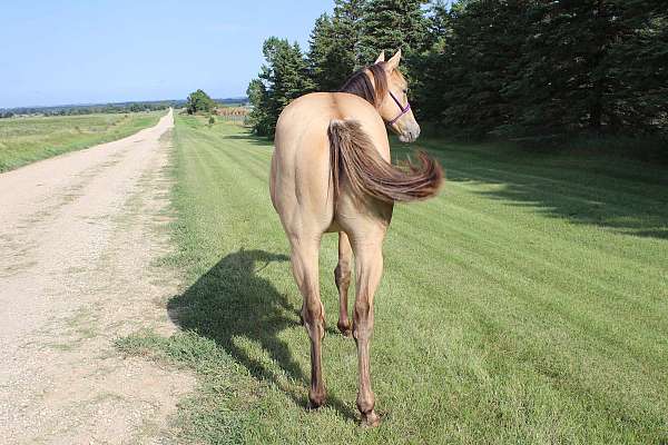 all-around-quarter-horse