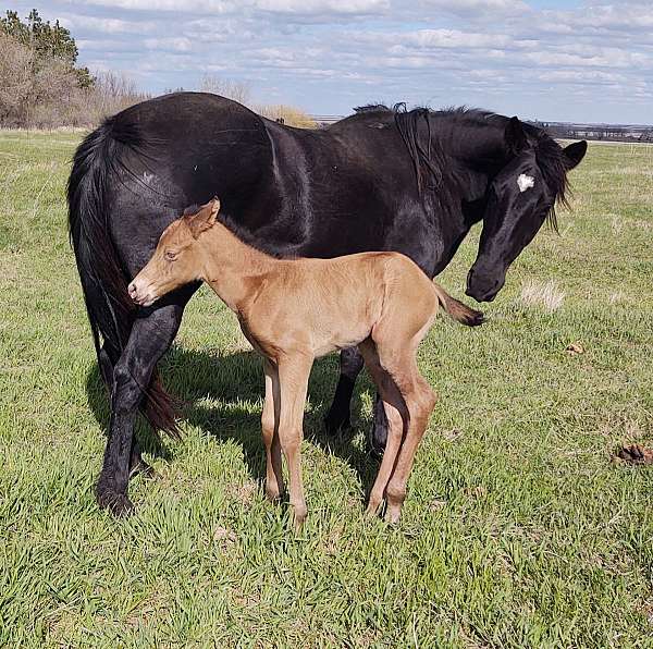 athletic-quarter-horse