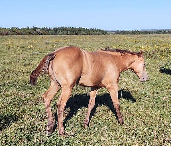 breeding-quarter-horse