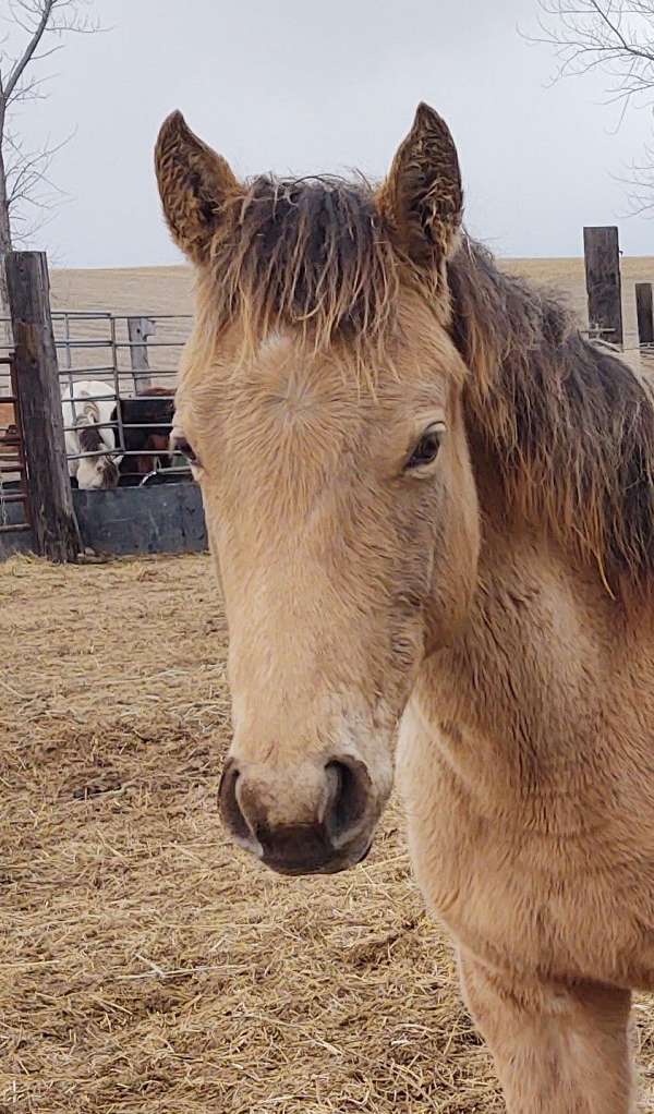 foundation-quarter-horse