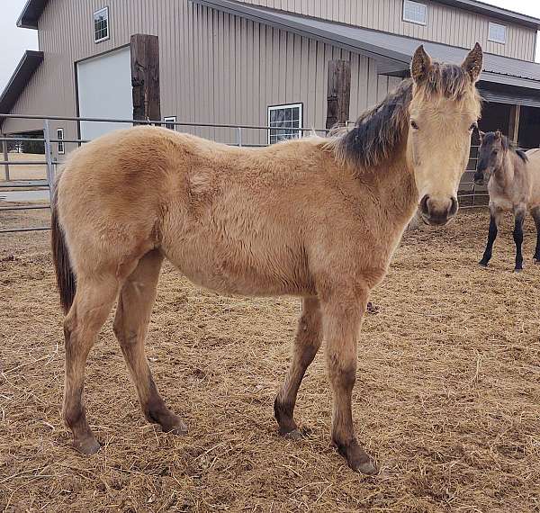 halter-quarter-horse