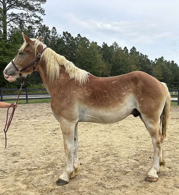 sorrel-belgian-gelding