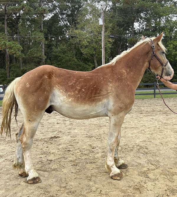 sorrel-gelding-for-sale