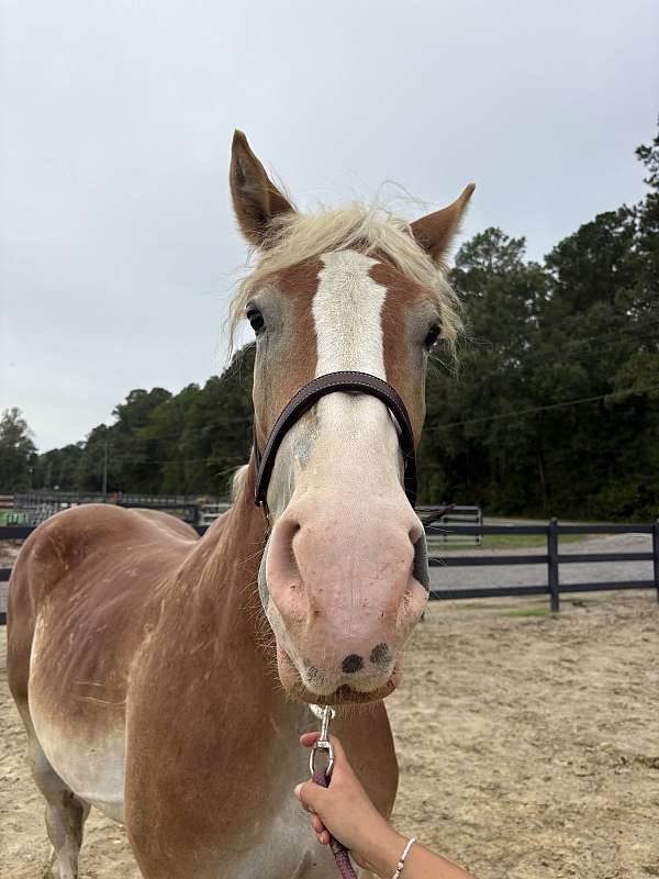 16-hand-belgian-gelding