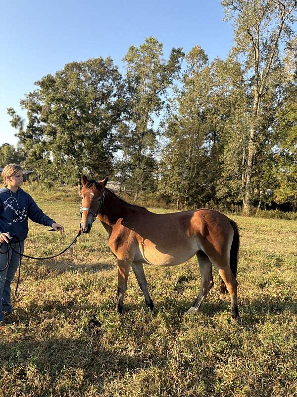 bay-right-hind-stripped-hoof-pony