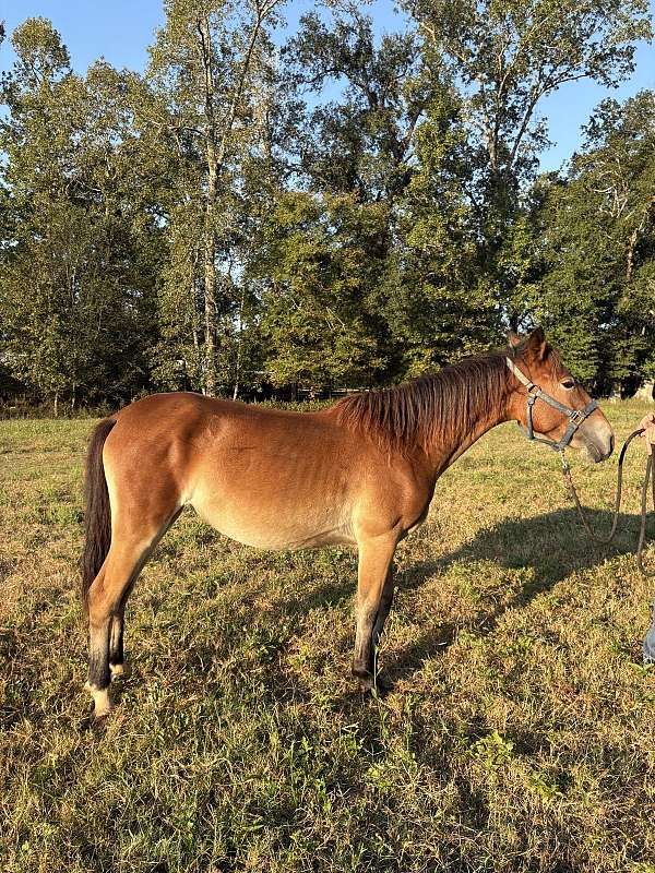 training-project-mustang-pony