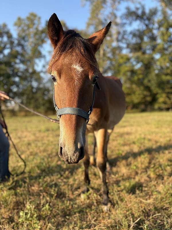 liberty-prospect-mustang-pony