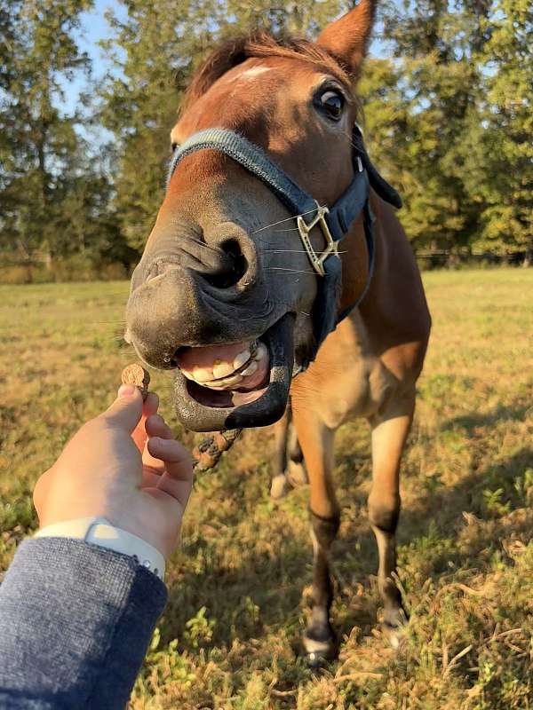 therapy-mustang-pony