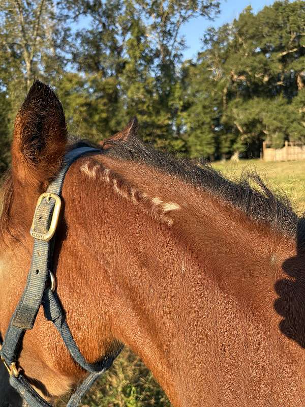 trick-mustang-pony