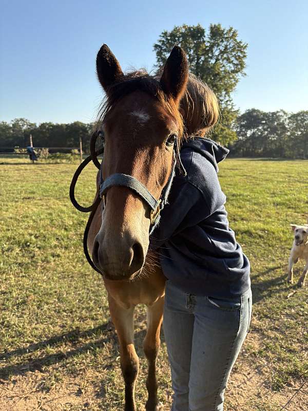 right-hind-stripped-hoof