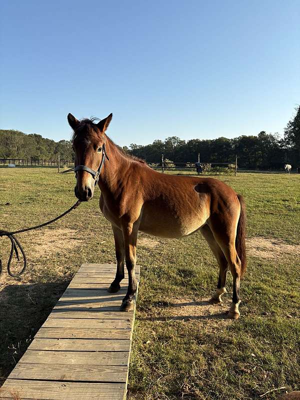 training-project-pony