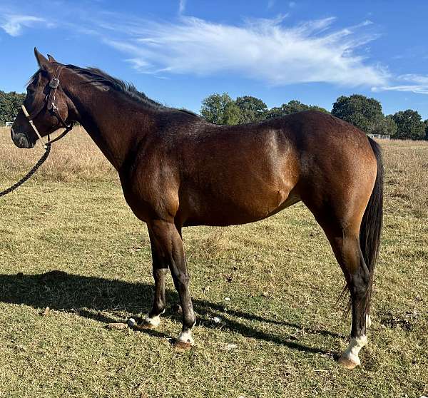 hazing-appaloosa-pony