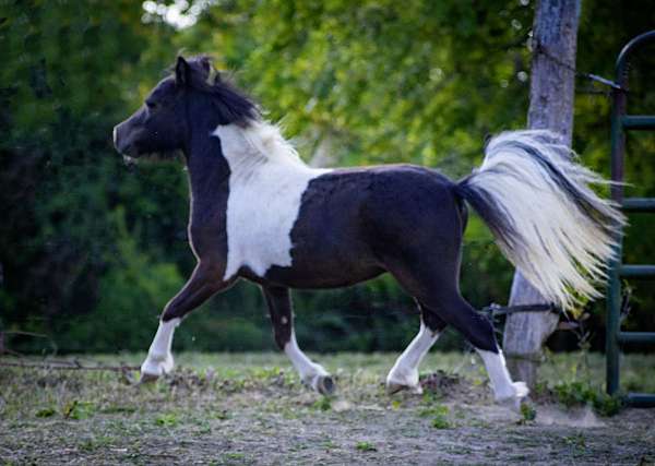 smokey-black-miniature
