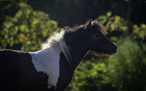 homozygous-black-miniature-pinto-horse