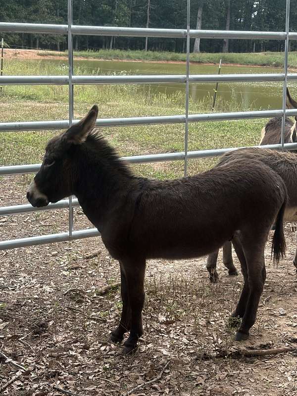 donkey-for-sale